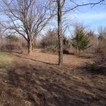 Tree trimming minor grading
