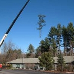 Crane Removal