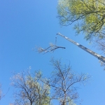 Crane Removal