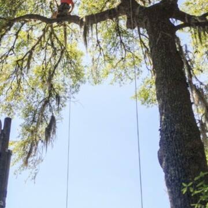 Live oak being trimmed