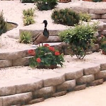 Retainer Wall