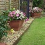 Backyard Landscape