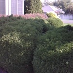 front shrubs gotten to big.