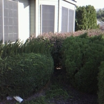 started to trim back shrubs.