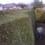 16 feet tall arbovitae