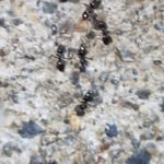 Ants control service