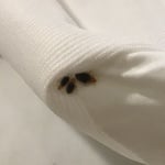 Bed bugs Exterminators