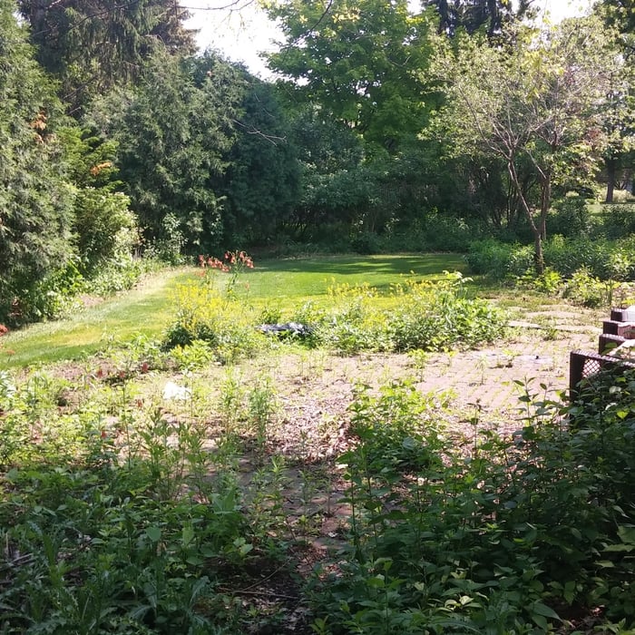 Back yard