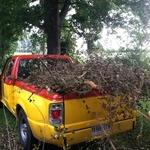 Removal of tree lims