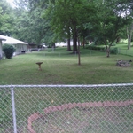 A freshly mowed yard