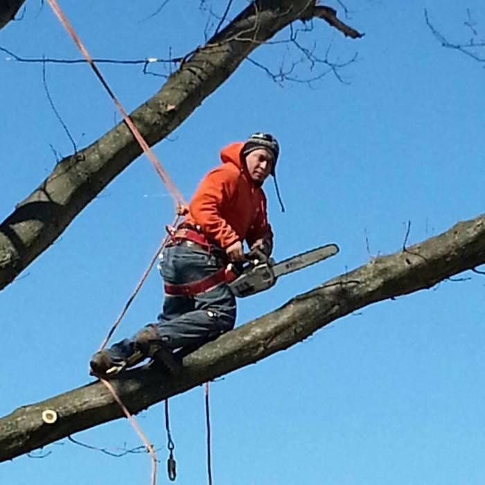 best tree climber