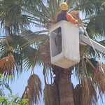 Palm Tree