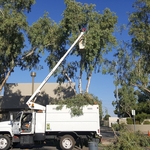 Tree Removal