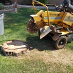 Tree Removal