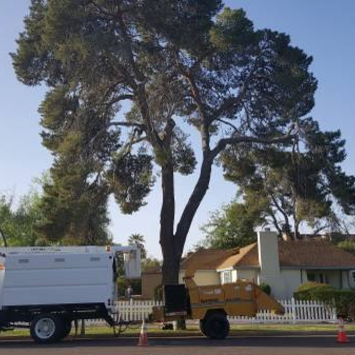 Tree Removal