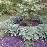 Hosta Circle