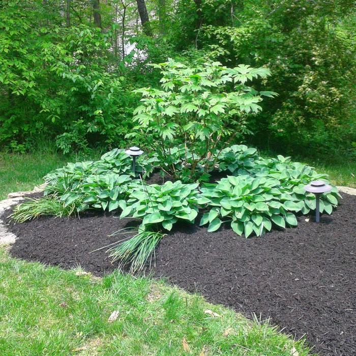 Hosta circle.