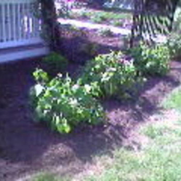 bluestone walkway with fl