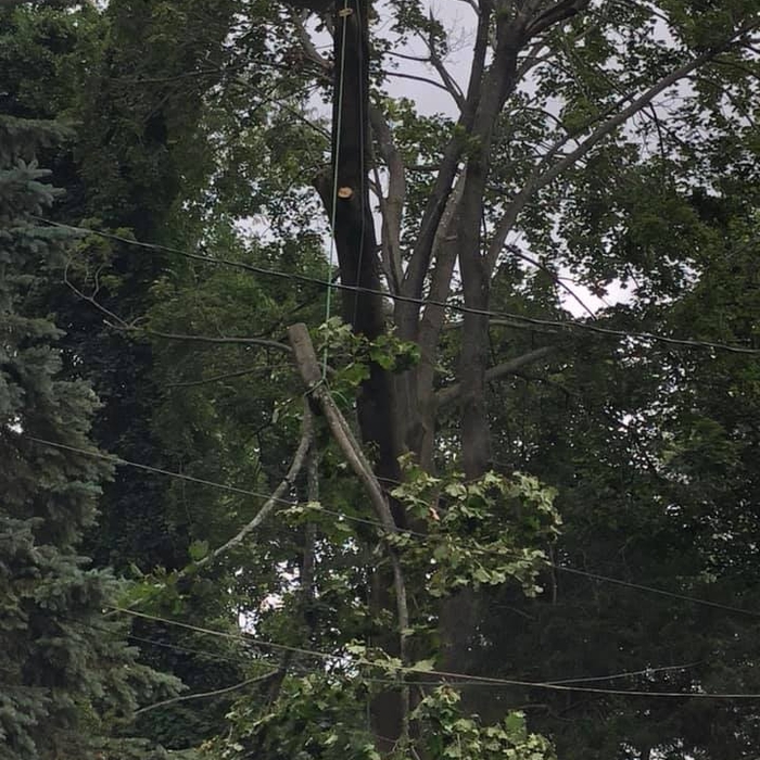 Tree take down