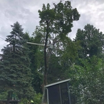 Tree take down