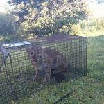 Reclaimed Bobcat