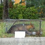 Relocated Animals