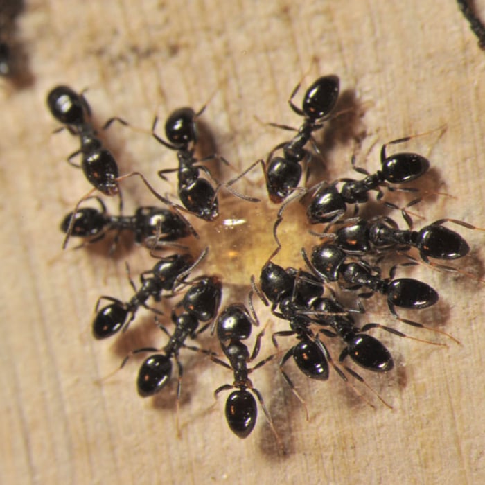 ANTS