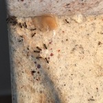 ants