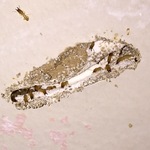 Termites