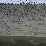 TERMITES