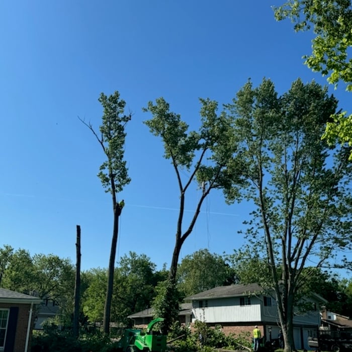 Tree Removal