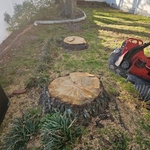 2 Stumps