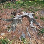 Stump Grinding