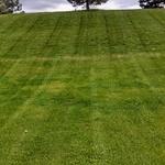 commercial lawn at menards