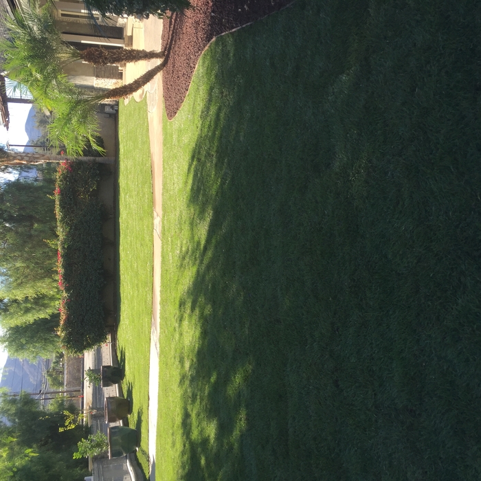 Front Yard Renovation