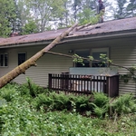 Tree service