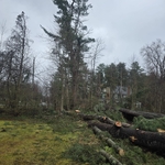 Tree service