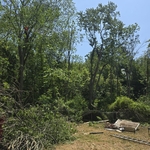 Tree service
