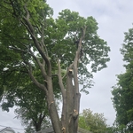 Tree service
