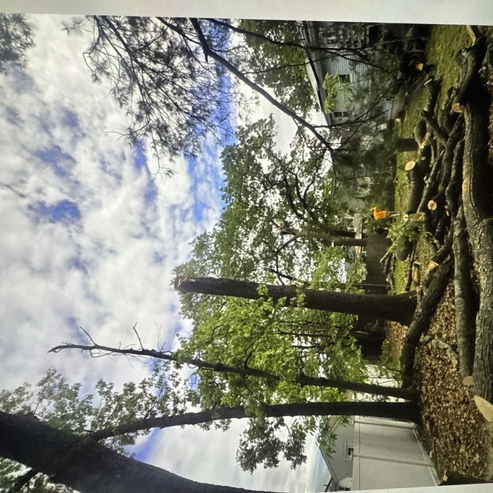 Tree service