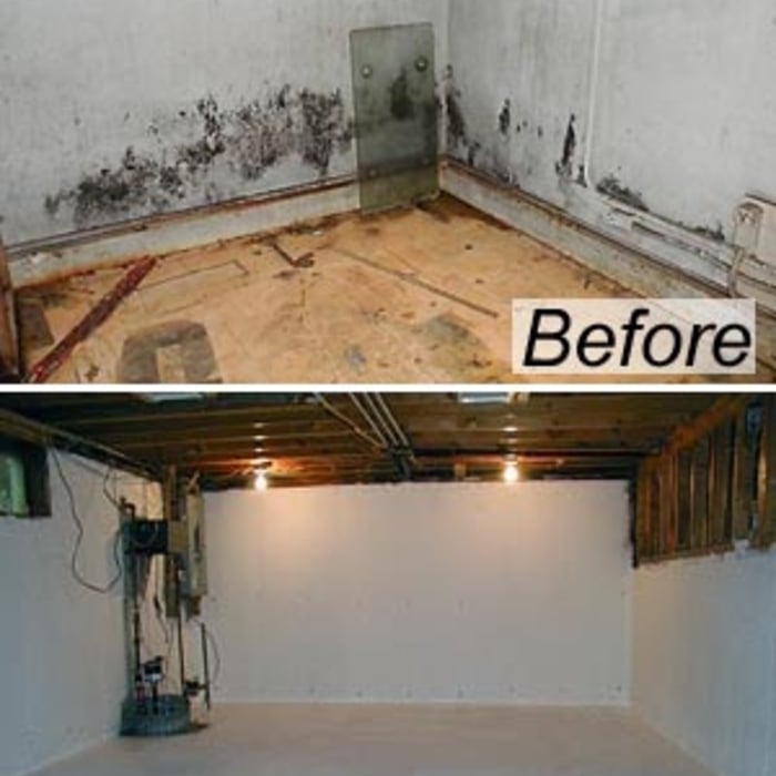 Basement toxic mold everywhere