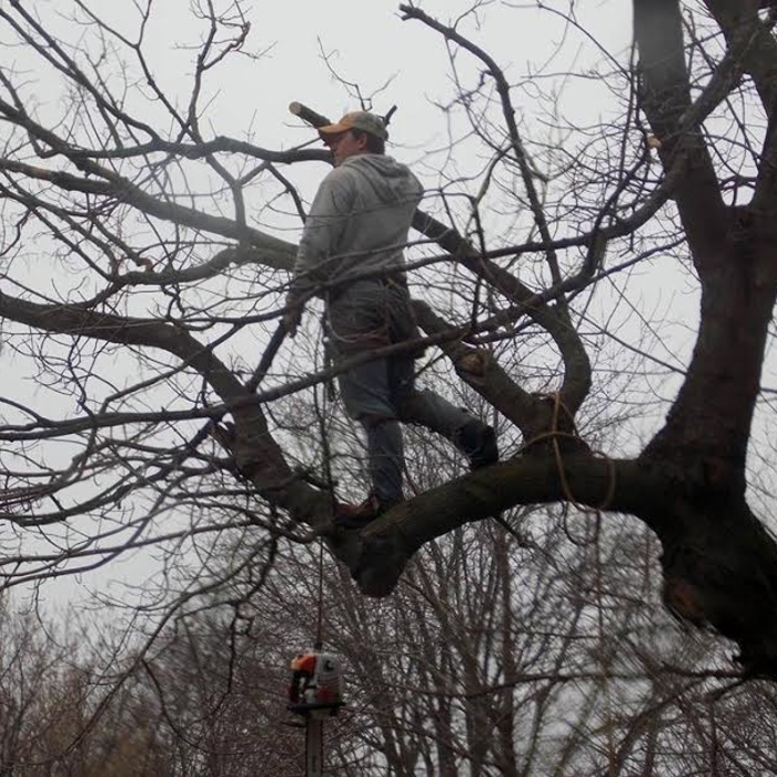 limb walking