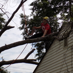 Tree fell on home