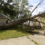 Tree fell on home