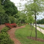 New Landscape Design Planting