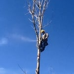 Tree Trimming