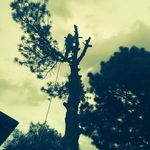 Tree Trimming