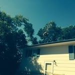 Tree Trimming