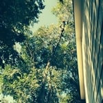 Tree Trimming