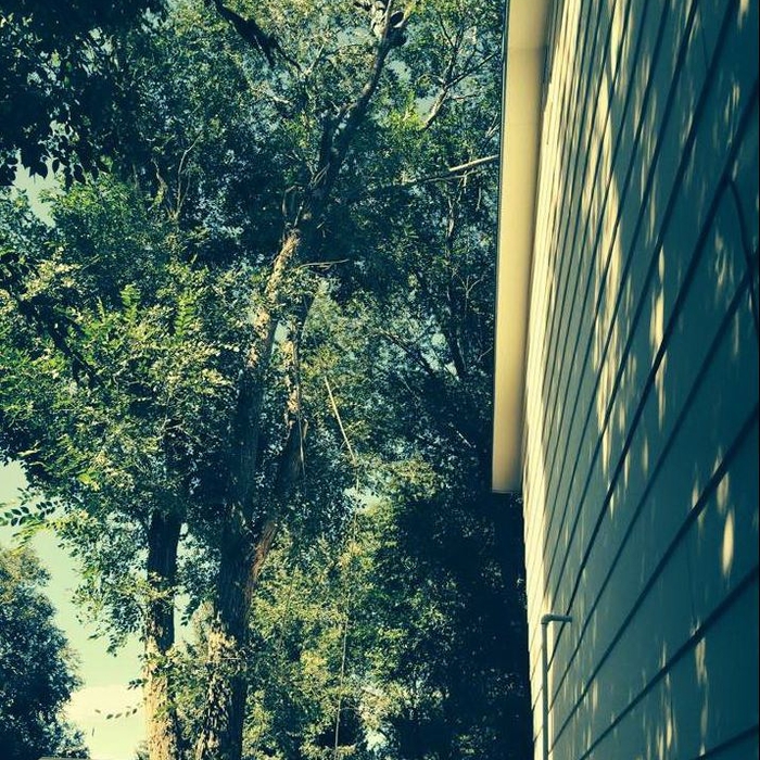 Tree Trimming
